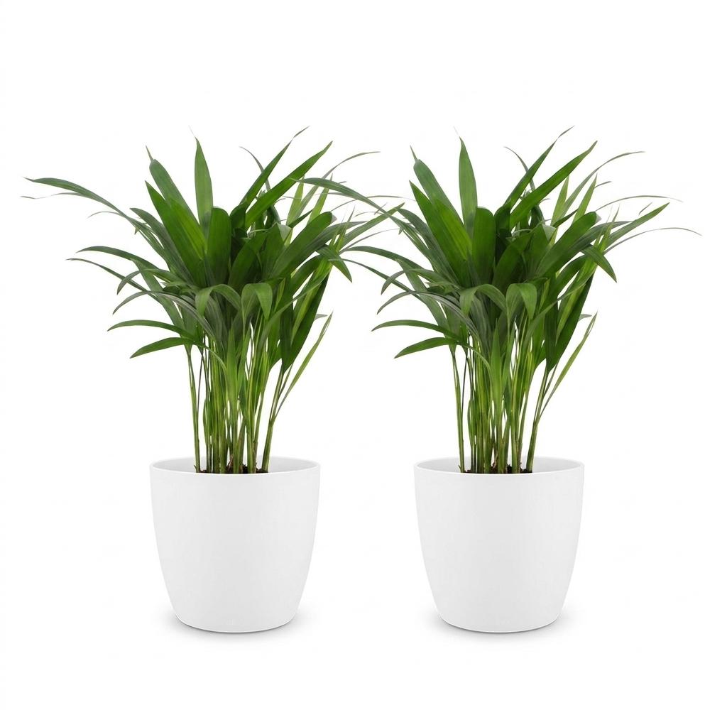 2× Areca lutescens (Dypsis) in Potter-sierpot wit – Ø12 cm, 45 cm hoog – foto 2