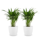 2× Areca lutescens (Dypsis) in Potter-sierpot wit – Ø12 cm, 45 cm hoog