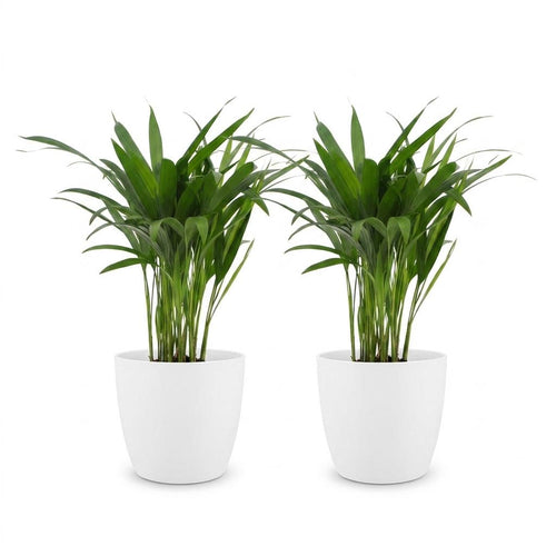 2× Areca lutescens (Dypsis) i vit dekorativ lerkruka – Ø12 cm, 45 cm hög