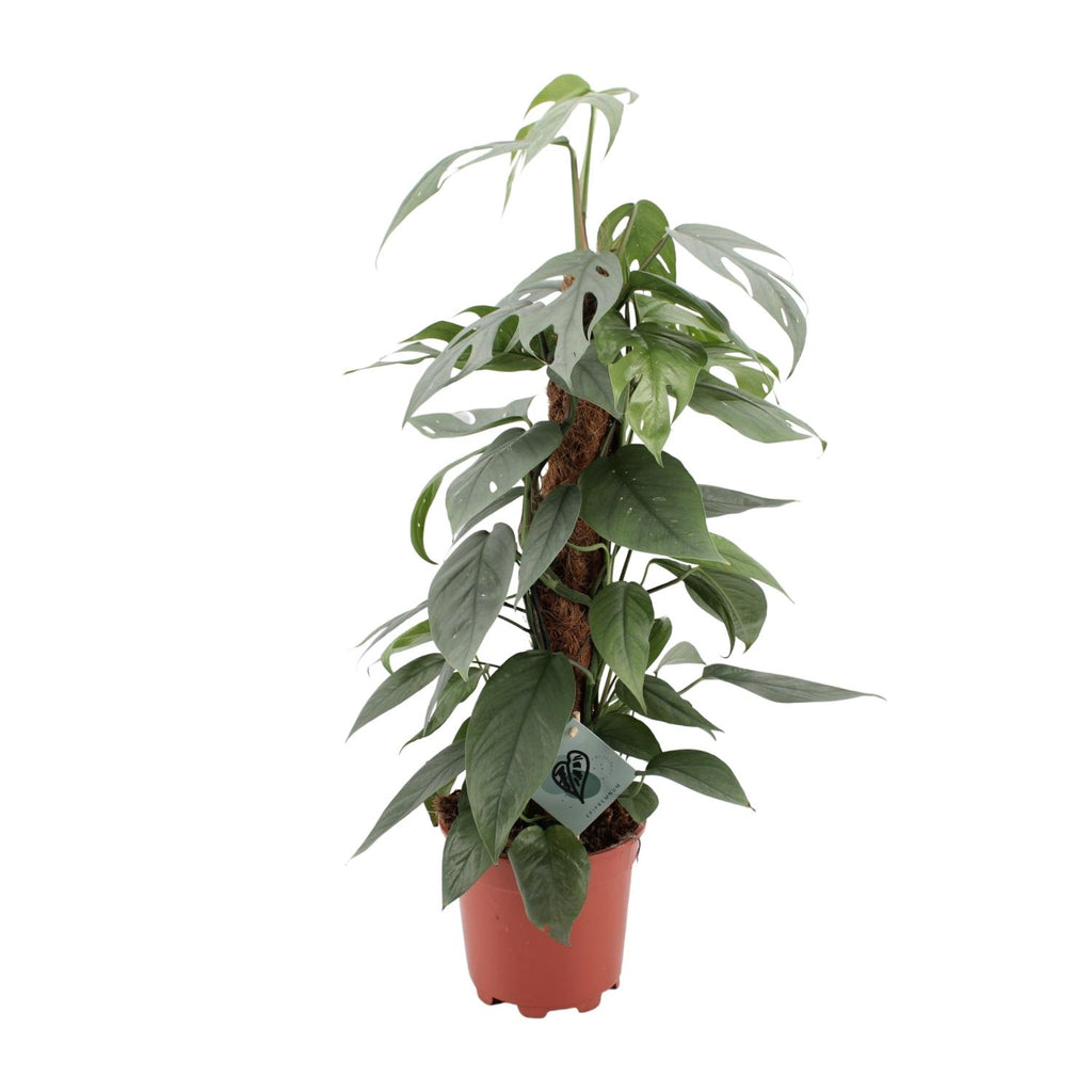 Epipremnum Pinnatum Cebu Blue (scindapsus) – Ø17 cm, 60 cm høj