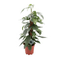 Epipremnum Pinnatum Cebu Blue (scindapsus) – Ø17 cm, 60 cm høj