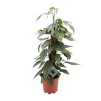 Epipremnum Pinnatum Cebu Blue (scindapsus) – Ø17 cm, 60 cm høj
