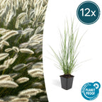Pennisetum alopecuroides 'Hameln' (fountain grass) – 12 plants, Ø9 cm, 10–25 cm high