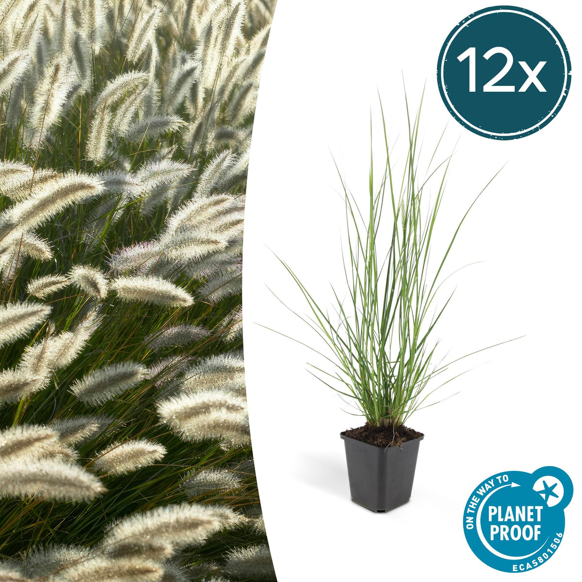 Pennisetum alopecuroides 'Hameln' (fountain grass) – 12 plants, Ø9 cm, 10–25 cm high