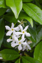Trachelospermum 'Star Of Venice' (Tuscan jasmine) – Ø15 cm, 65 cm high