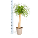 Beaucarnea recurvata Stam (olifantspoot) met mand – Ø24 cm, 80–100 cm hoog