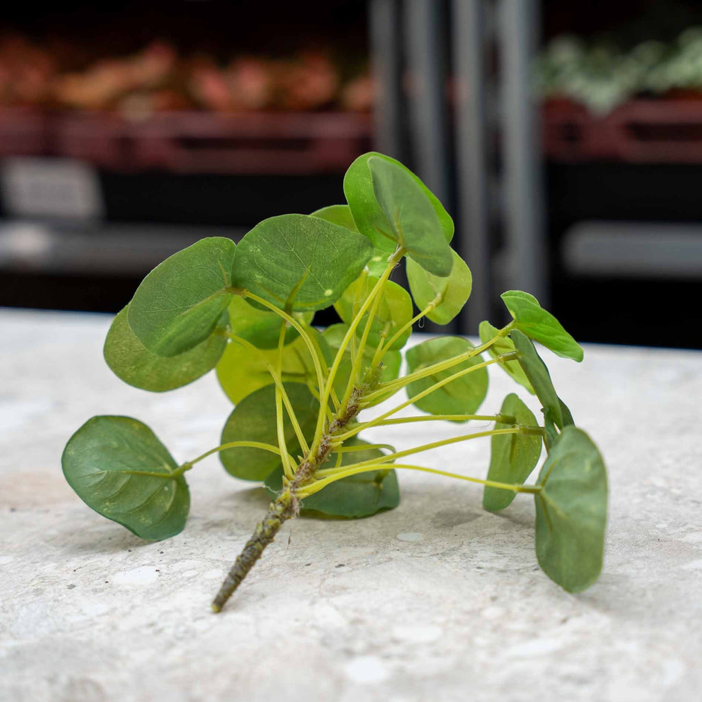 Pilea mini busk – Ø13 cm