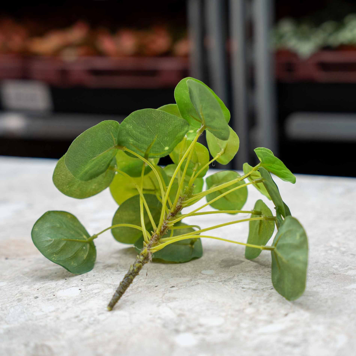 Pilea mini busk – Ø13 cm