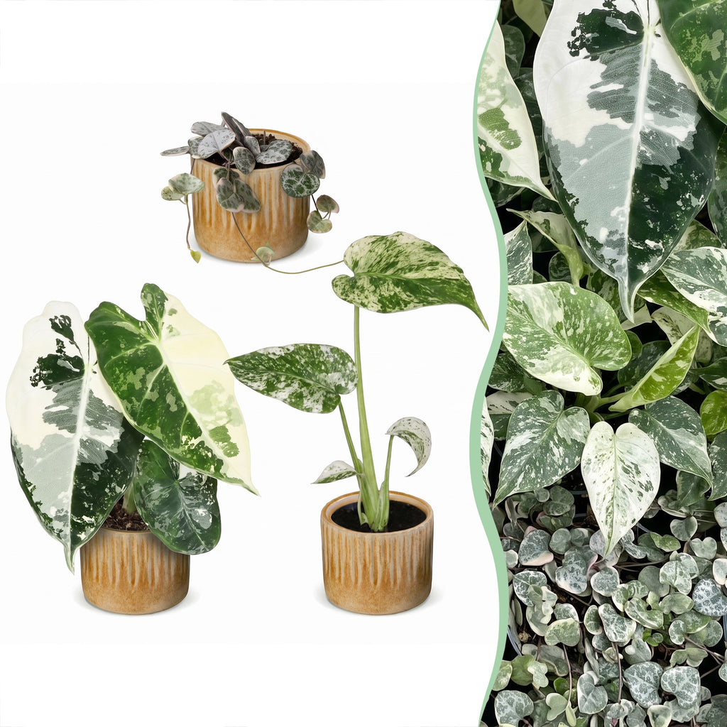 3× Baby-Pflanzen Variegata Mix inkl. Linnea Honey – Ø6 cm, 10–15 cm hoch