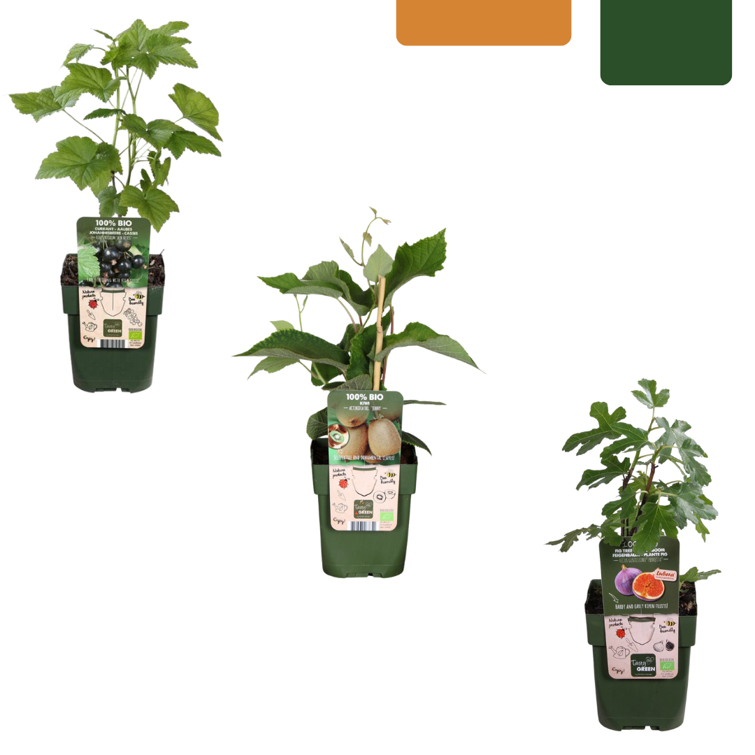 Fruitplantenset "Zoete oogst trio" biologisch – 3 planten, 20 cm hoog
