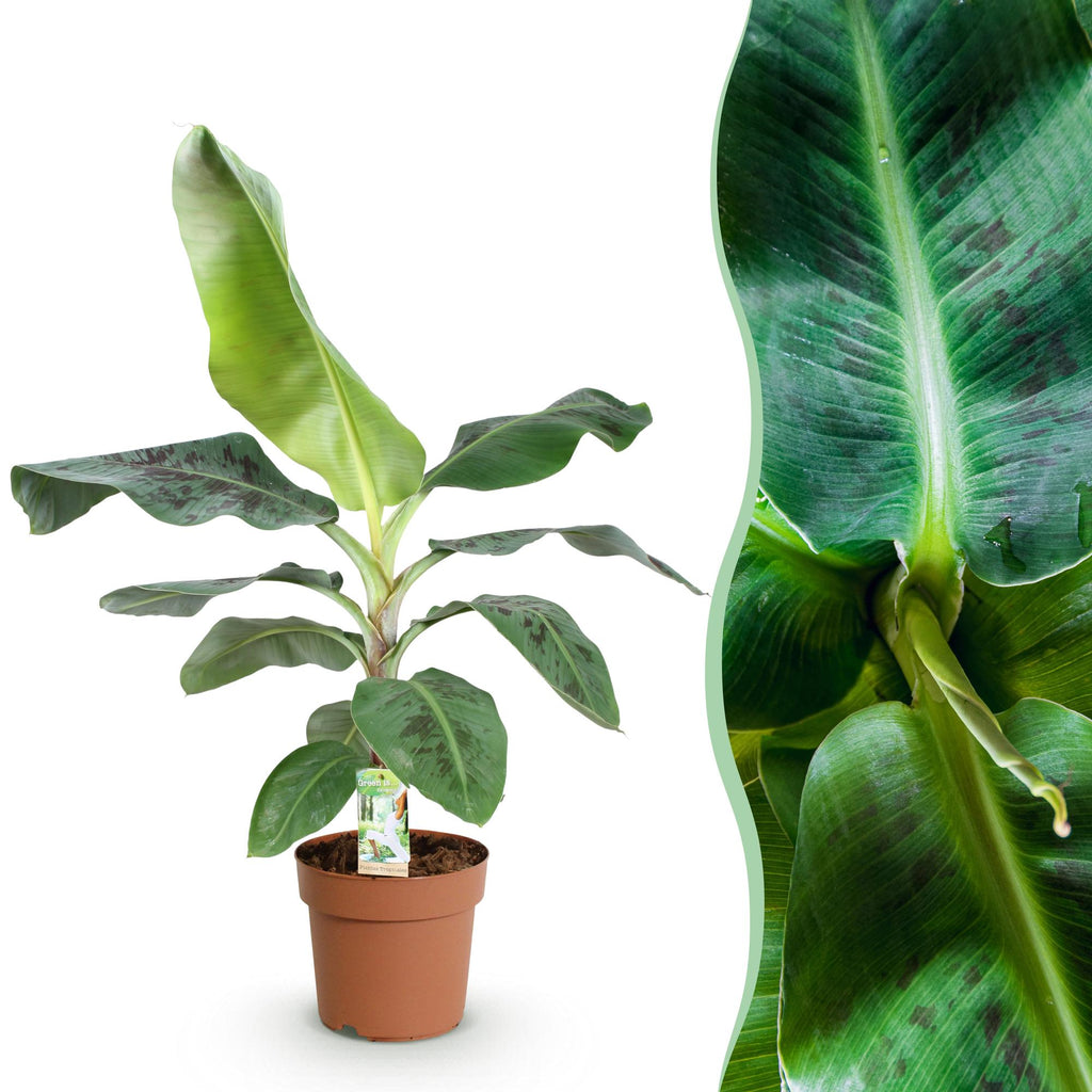 Musa acuminata Dwarf Cavendish (Bananenpflanze) – Ø 21 cm, 70–75 cm hoch