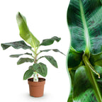 Musa acuminata Dwarf Cavendish (Bananenpflanze) – Ø 21 cm, 70–75 cm hoch