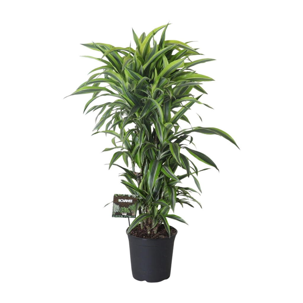 Dracaena fragrans Lemon Lime Verzweigt (Drachenbaum) – Ø27 cm, 120 cm hoch