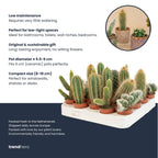 Lot de 6 cactus en mini-pots en céramique Madrid – Ø 6 cm, 8–12 cm de haut