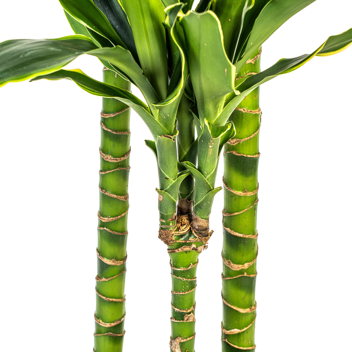 Dracaena fragrans Golden Coast (Drachenbaum) mit Korb – Ø 24 cm, 130–150 cm hoch