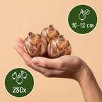 Blumenzwiebelpaket Trockengarten – 280 Blumenzwiebeln (Zwiebelgröße 10/12)