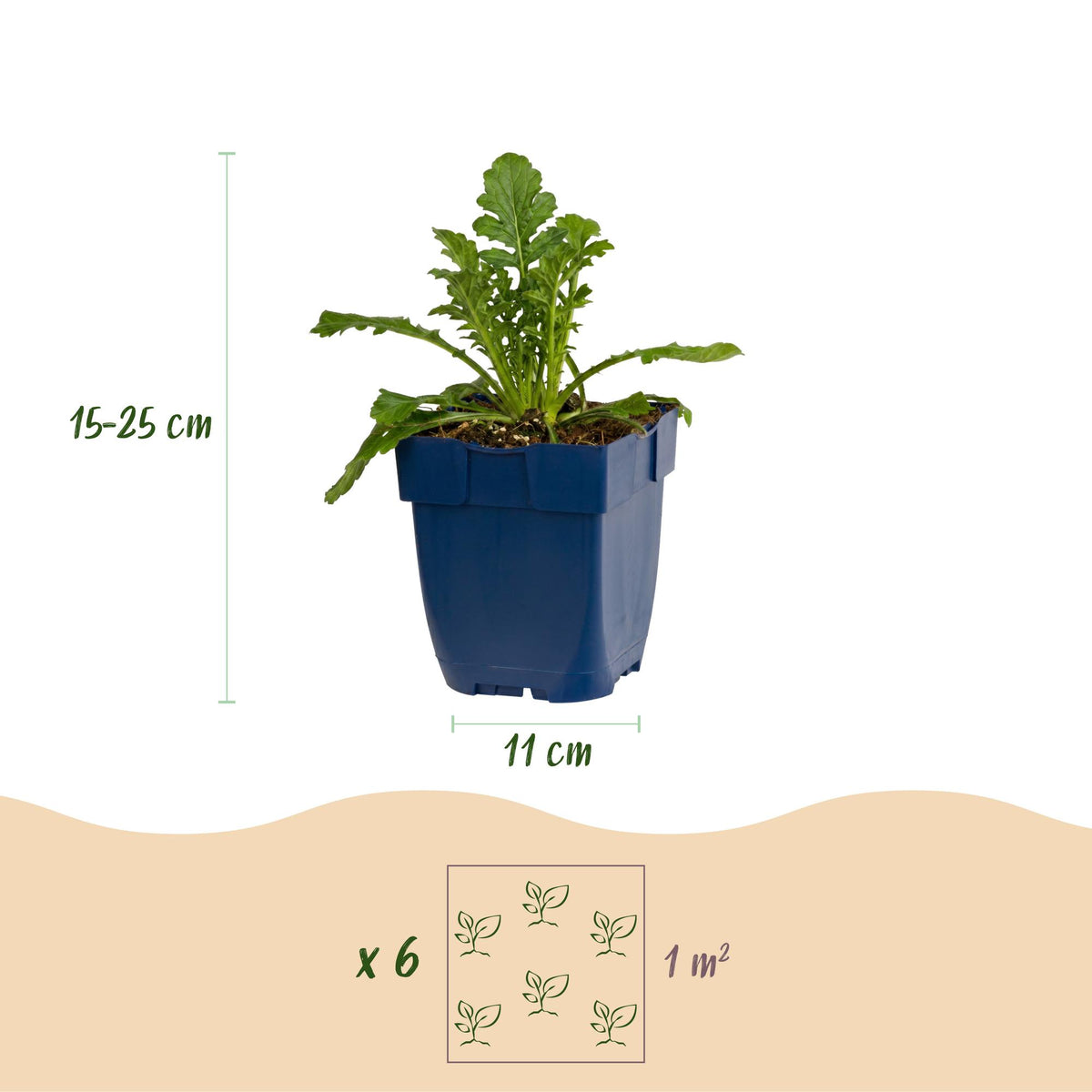 Scabiosa columbaria 'Butterfly Blue' (scabieuse) – violet – 3 plantes, Ø11 cm, 15–25 cm de haut – photo 3