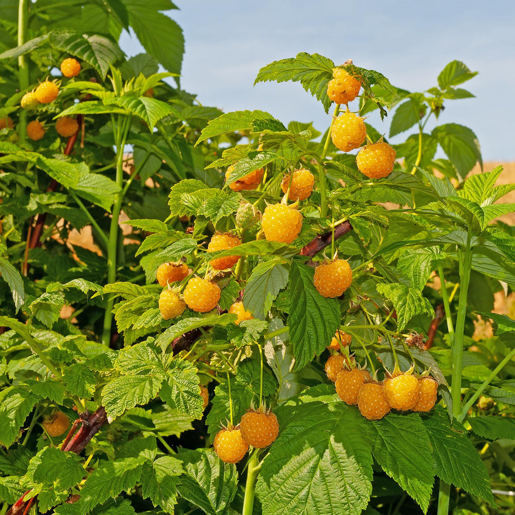 Rubus idaeus 'Fallgold' (gelbe Himbeere) – 2 Pflanzen, Ø11 cm, 40 cm hoch – Bild 5