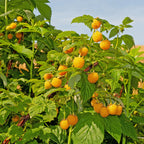 Rubus idaeus 'Fallgold' (gelbe Himbeere) – 2 Pflanzen, Ø11 cm, 40 cm hoch
