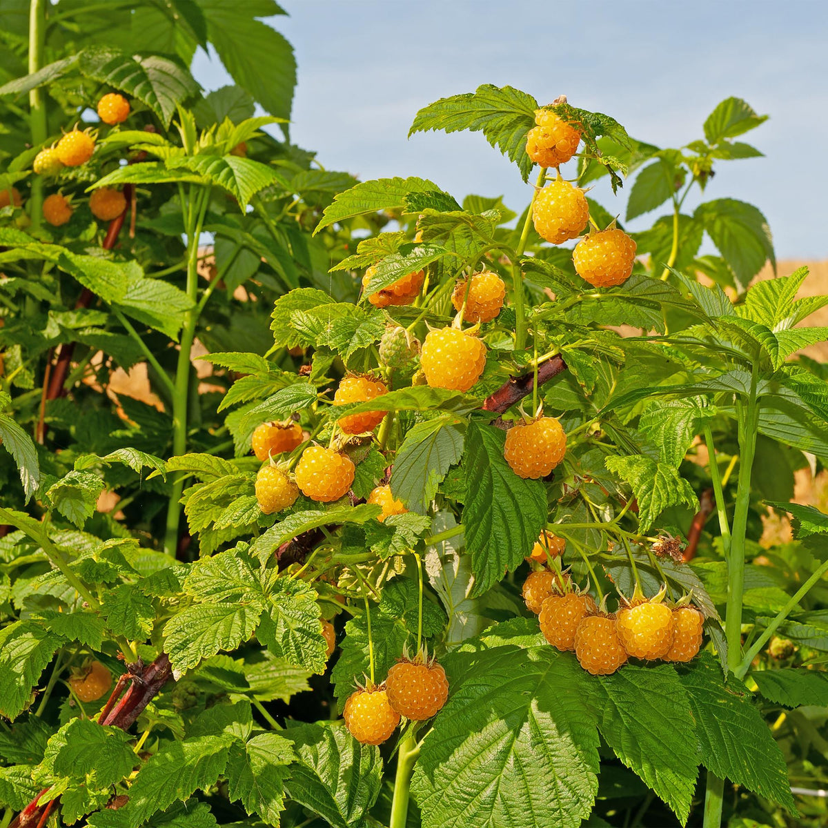 Rubus idaeus 'Fallgold' (gelbe Himbeere) – 2 Pflanzen, Ø11 cm, 40 cm hoch – Bild 5