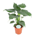 Alocasia Cucullata (oreille d'éléphant) – Ø21 cm, 80 cm de haut