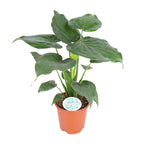 Alocasia Cucullata (oreille d'éléphant) – Ø21 cm, 80 cm de haut