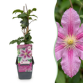 Clematis 'Piilu' (bosrank) – wit-roze – Ø9 cm, 35 cm hoog