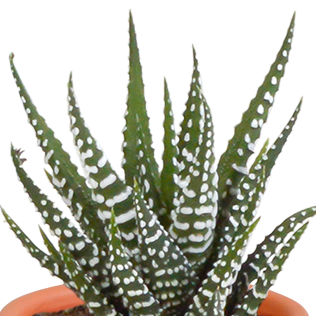 15× Mélange de cactus et plantes grasses (Cactaceae) sans pot décoratif – Ø6 cm, 13 cm de haut