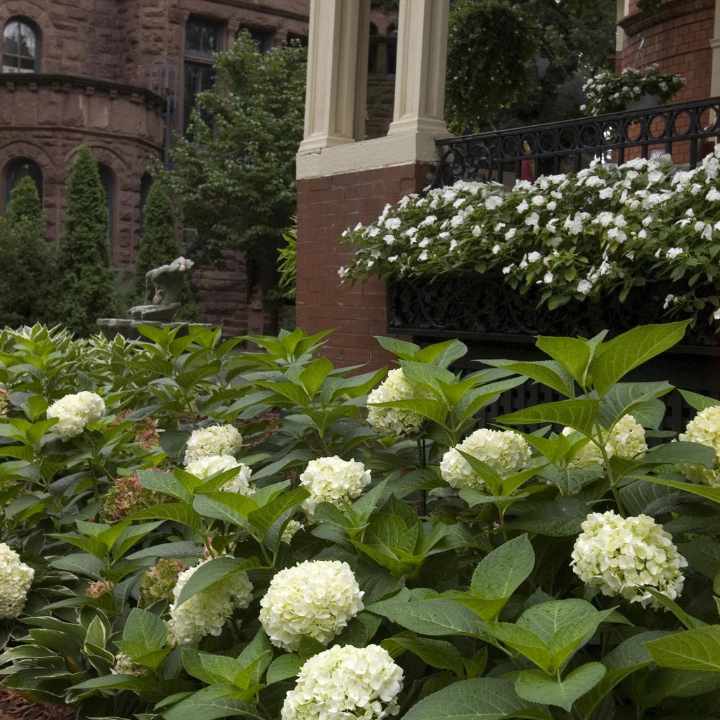 Hydrangea 'Endless Summer The Bride' (hortensia) – blanc – 8 plants, Ø14 cm, 20–25 cm de haut – photo 6