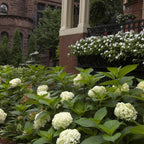 Hydrangea 'Endless Summer The Bride' (hortensia) – blanc – 8 plants, Ø14 cm, 20–25 cm de haut