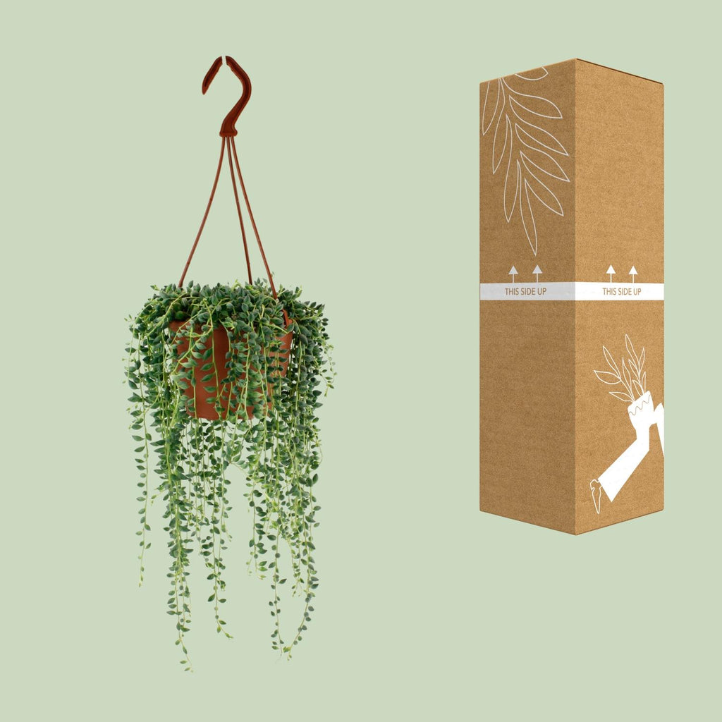 Senecio Herreianus (ærteplante) – Ø12 cm, 20 cm høj