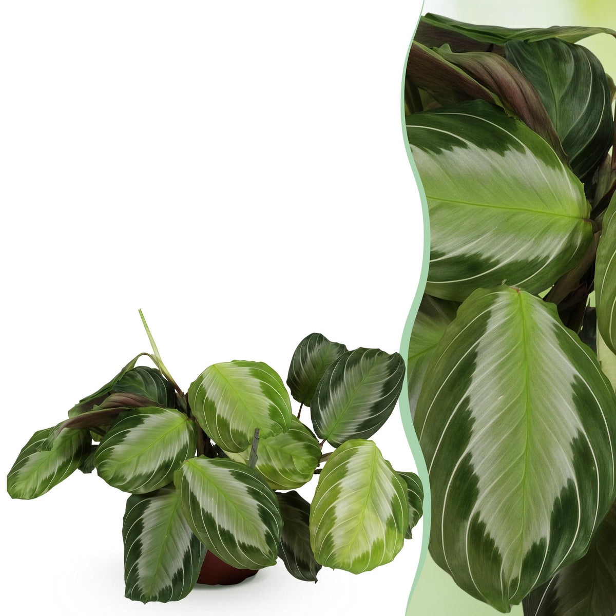 Maranta Fascinator Silverband (prayer plant) – Ø12 cm, 25 cm high
