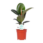 Ficus elastica Robusta (plante caoutchouc) – Ø17 cm, 55 cm de haut – art. 15949