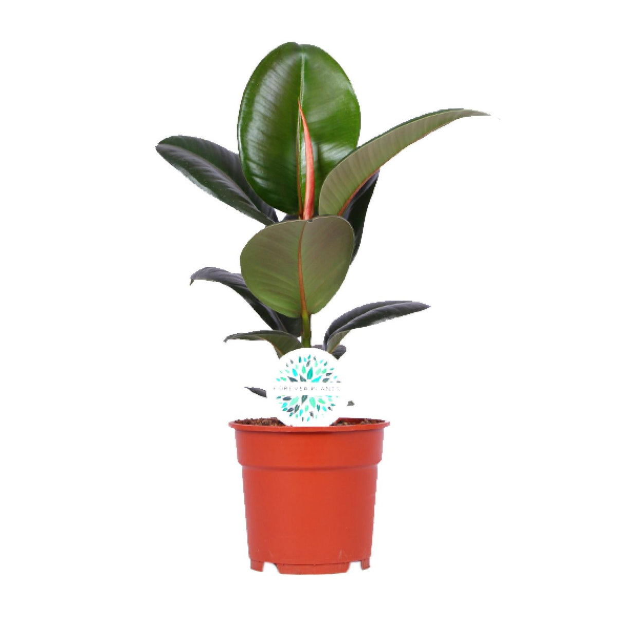 Ficus elastica Robusta (rubberplant) – Ø17 cm, 55 cm hoog – art. 15949