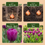 Tulpe 'Triumph Purple' – 120 Blumenzwiebeln (Zwiebelgröße 11/12)
