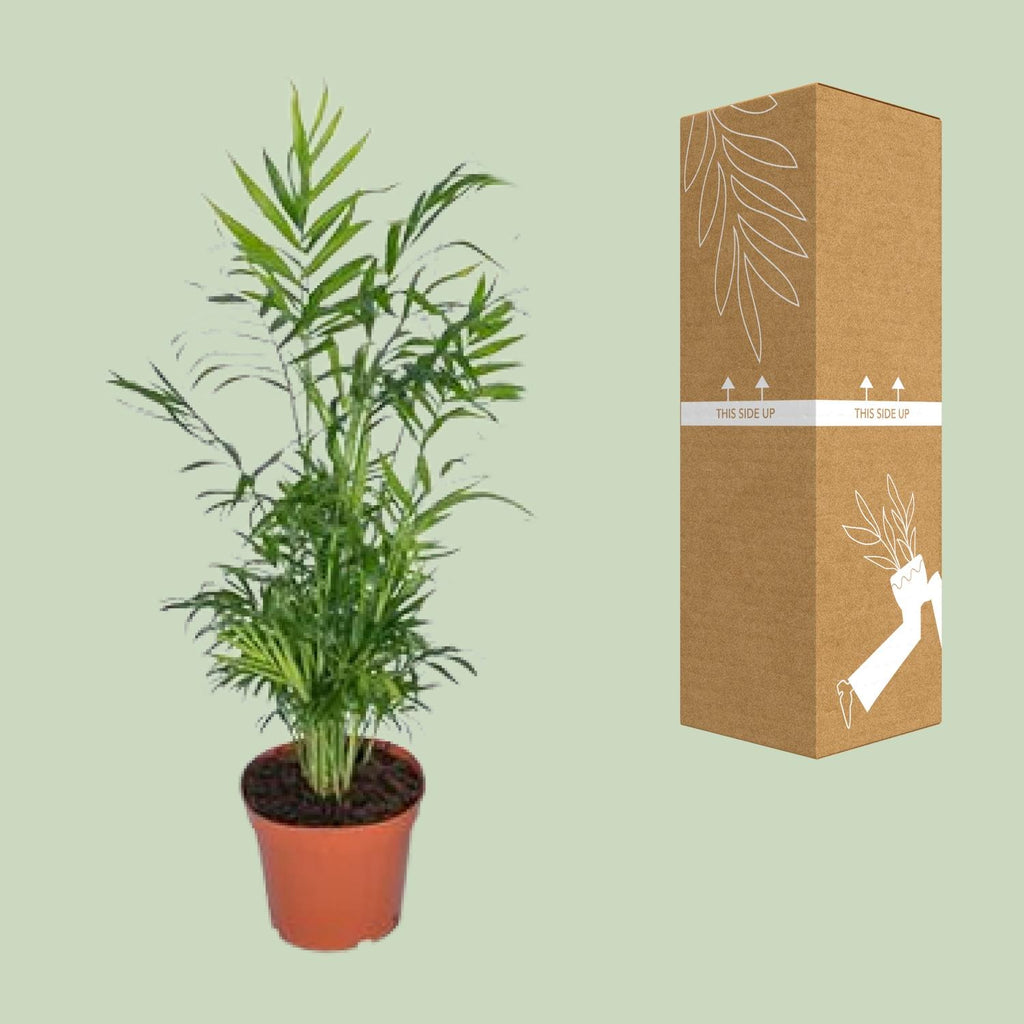 Chamaedorea elegans (bergpalm) – Ø17 cm, 55 cm hoog – art. 2838