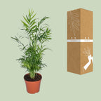 Chamaedorea elegans (bergpalm) – Ø17 cm, 55 cm hoog – art. 2838