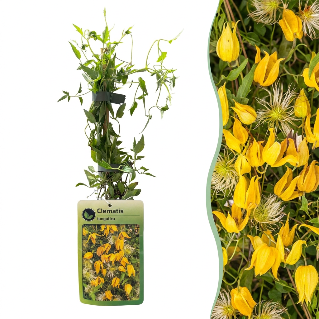 Clematis tangutica (Chinesische Waldrebe) – gelb – 2 Pflanzen, Ø9 cm, 35 cm hoch