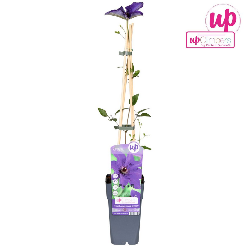 Clematis 'The President' (Waldrebe) – Ø15 cm, 65 cm hoch – Bild 5