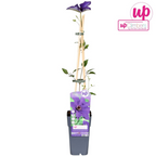 Clematis 'The President' (Waldrebe) – Ø15 cm, 65 cm hoch
