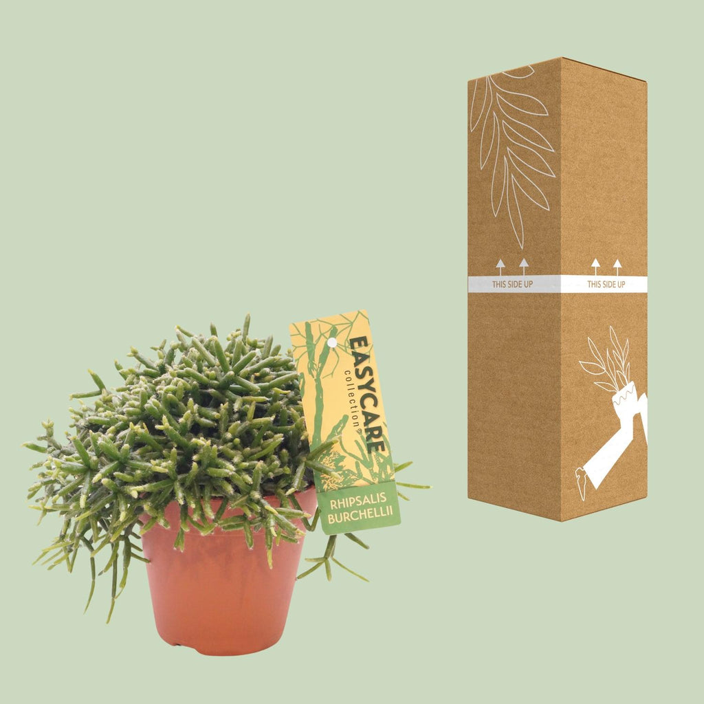 Rhipsalis Burchellii (koral-kaktus) – Ø12 cm, 15 cm høj