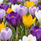 Großblütige Krokus-Mischung – 240 Blumenzwiebeln (Zwiebelgröße 7/8)