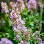 Thymus vulgaris (thym) – 60 plants, Ø9 cm, 10–25 cm de haut