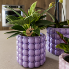 Set de plantes Poppy violet dans des pots décoratifs – 1 cm de haut