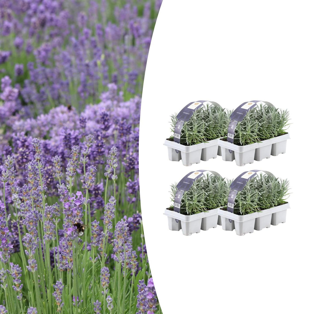 Lavendel (Lavandula) – 24 planter, Ø7 cm, 15 cm høje – billede 2