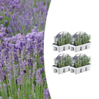 Lavendel (Lavandula) – 24 planter, Ø7 cm, 15 cm høje