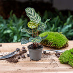 Calathea makoyana – Ø6 cm