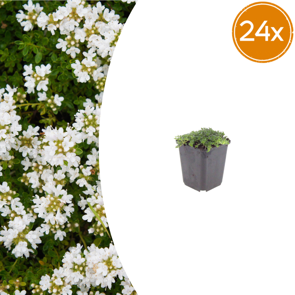 Thymus praecox 'Albiflorus' (Zitronen-Thymian) – 24 Pflanzen, Ø9 cm, 10–25 cm hoch
