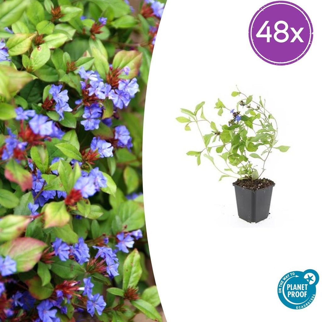 Ceratostigma plumbaginoides (Bleikraut) – 48 Pflanzen, Ø9 cm, 10–25 cm hoch – Bild 2