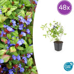 Ceratostigma plumbaginoides (Bleikraut) – 48 Pflanzen, Ø9 cm, 10–25 cm hoch